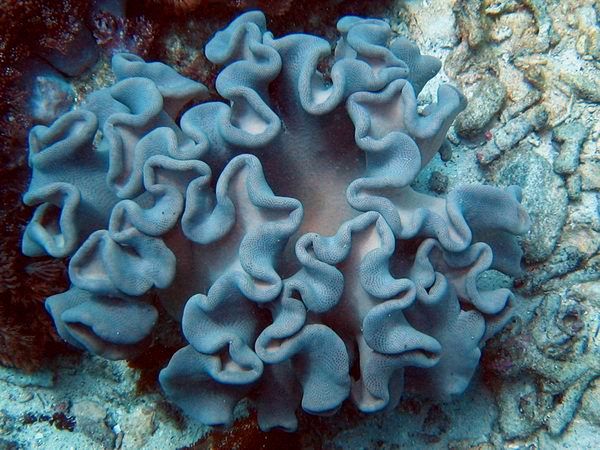 Blue Potato Chips Coral | Philippines 2004 |Image 67 of 108